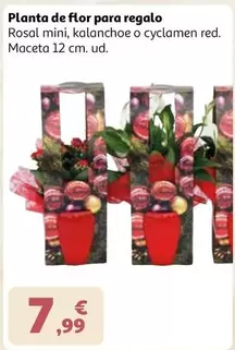 Flor - Planta De  Para Regalo