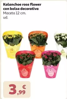 Rose - Kalanchoe  Flower Con Bolsa Decorativa