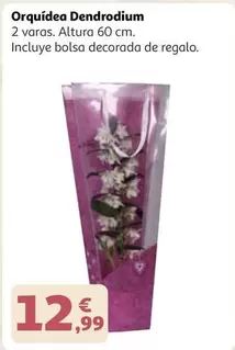 Orquídea Dendrodium