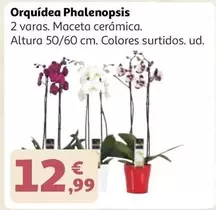 Orquídea Phalenopsis