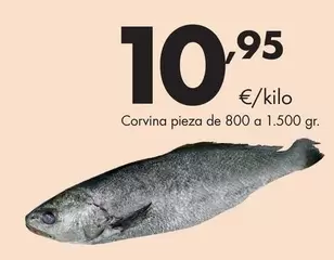 Corvina Pieza De 800 A 1500 Gr