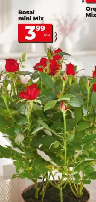 Rosal Mini Mix