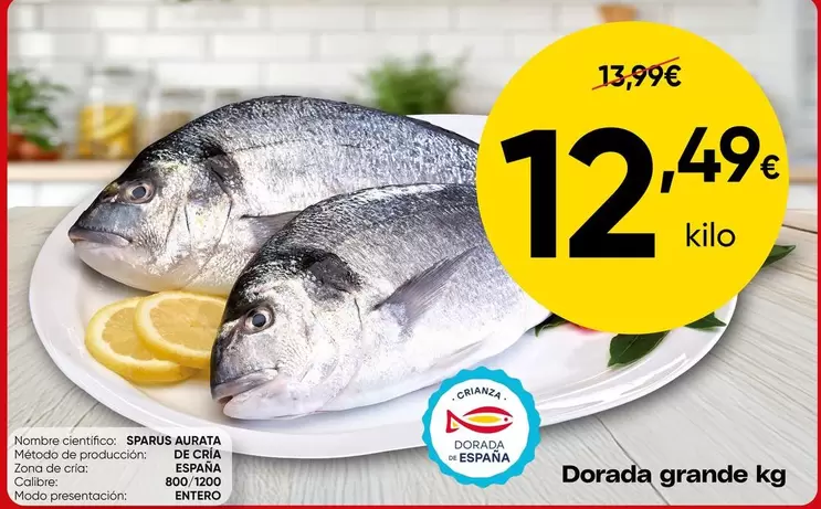 Dorada Grande