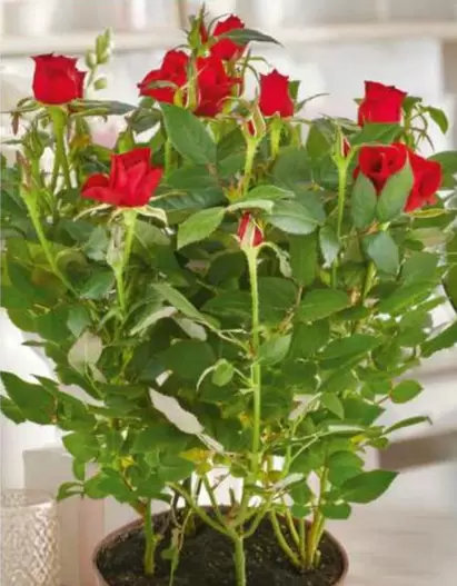 Rosal Mini Mix