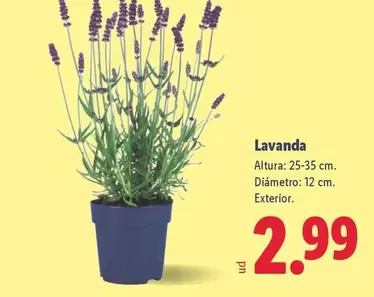 Lavanda