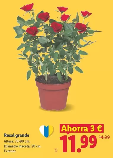 Rosal Grande
