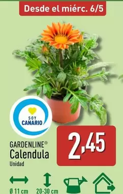 Gardenline - Calendula
