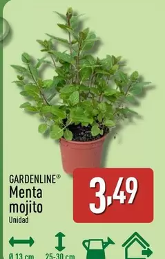 Gardenline - Menta Mojito