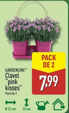 Gardenline - Clavel "Pink Kisses"