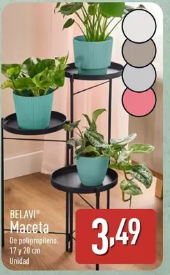Belavi - Maceta