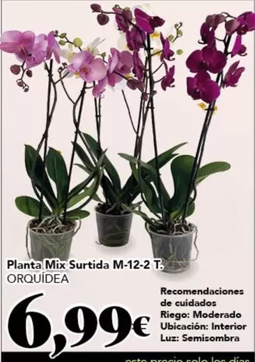 Planta Mix Surtida M-12-2 T., Orquidea