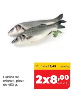 Lubina De Crianza