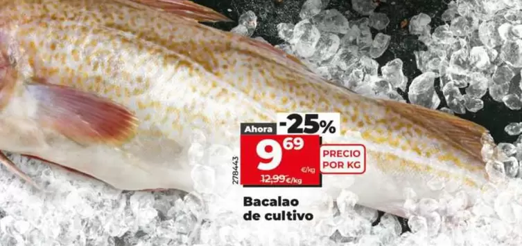 Bacalao De Cultivo