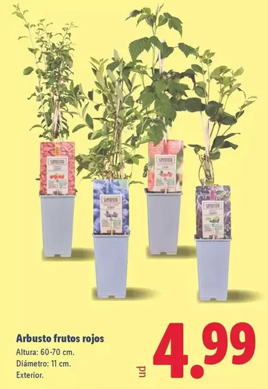 Arbusto Frutos Rojos