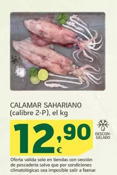 Calamar Sahariano