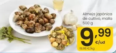 Almeja Japónica De Cultivo
