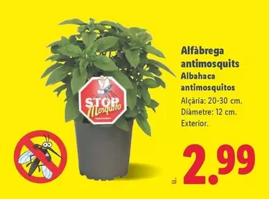 Albahaca Antimosquitos