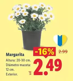 Margarita