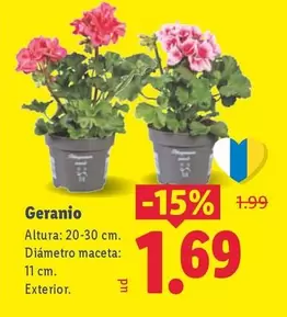 Geranio