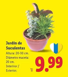 Jardín De Suculentas