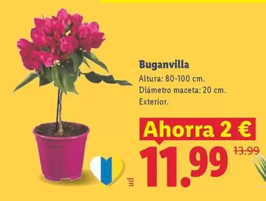 Buganvilla