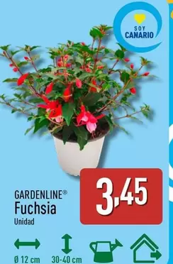 Gardenline - Fuchsia
