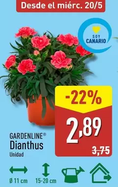 Gardenline - Dianthus