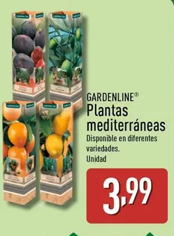 Gardenline - Plantas Mediterráneas