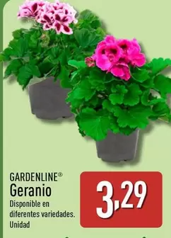 Gardenline - Geranio