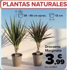 Dracaena Marginata