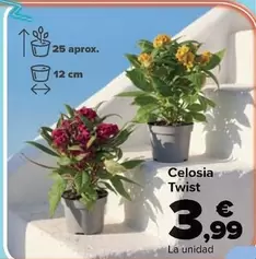 Celosia Twist