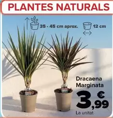 Dracaena Marginata