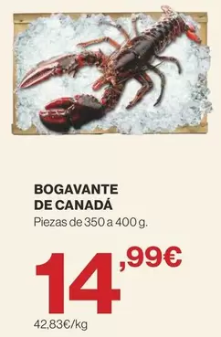 Bogavante De Canadá