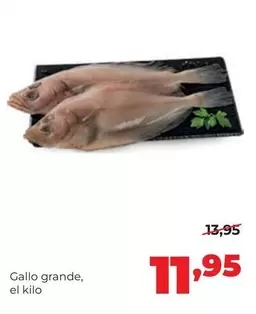 Gallo - Grande