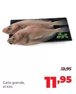 Gallo Grande