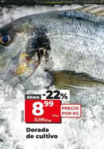 Dorada De Cultivo