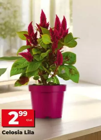 Celosia Lila