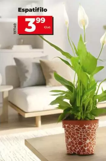 Espatifilo