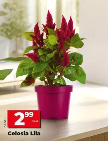 Celosia Lila