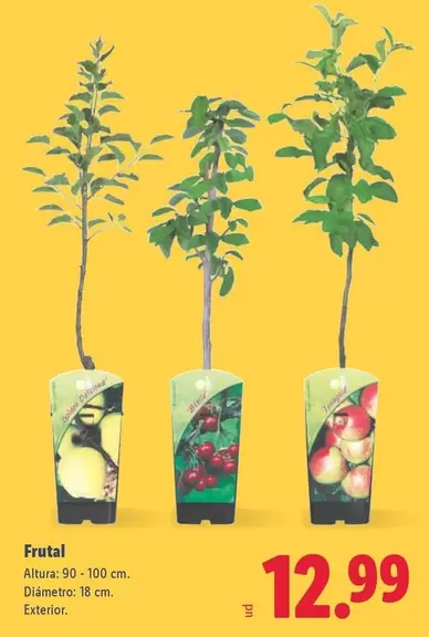 Frutal
