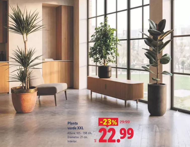 Planta Verde XXL