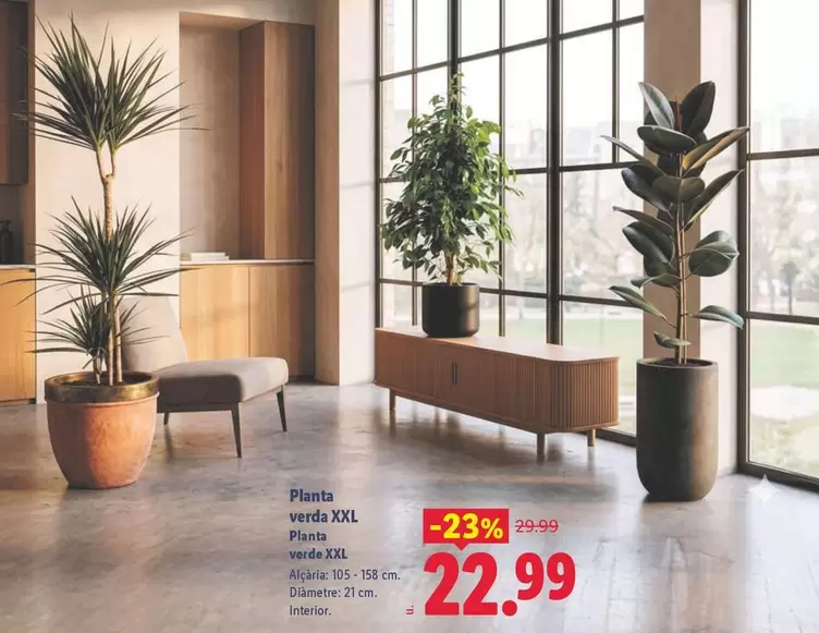 Planta Verde XXL