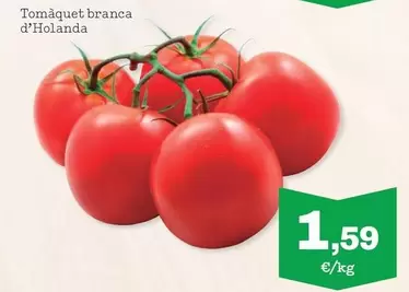 Tomàquet Branca d'Holanda