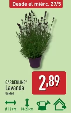 Gardenline - Lavanda
