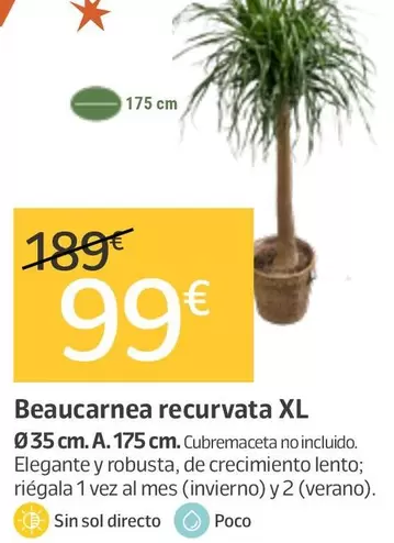 Beaucarnea Recurvata Xl