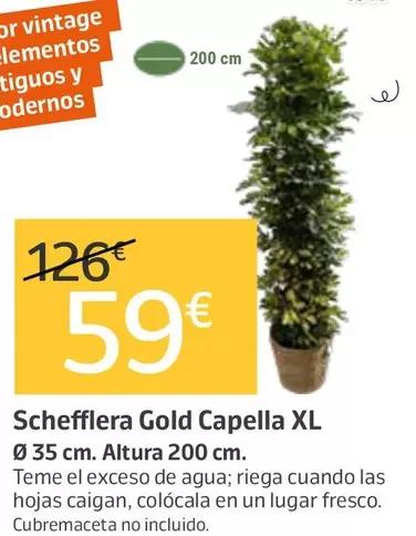Schefflera Gold Capella Xl