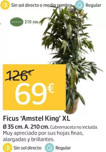 Ficus 'Amstel King' Xl