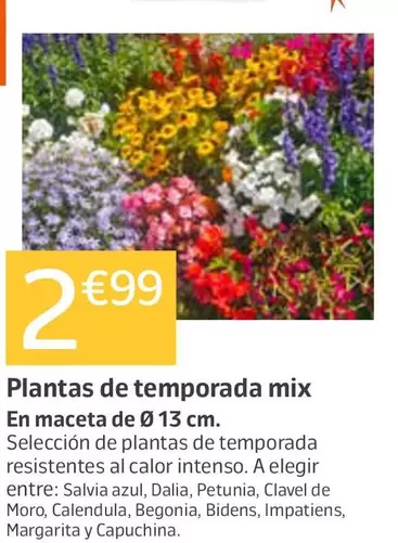 Plantas De Temporada Mix