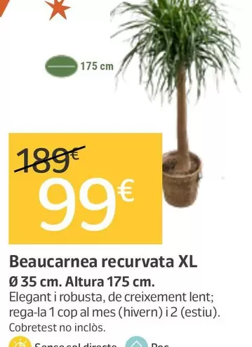 Beaucarnea Recurvata Xl