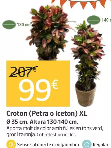 Croton (Petra O Iceton) Xl
